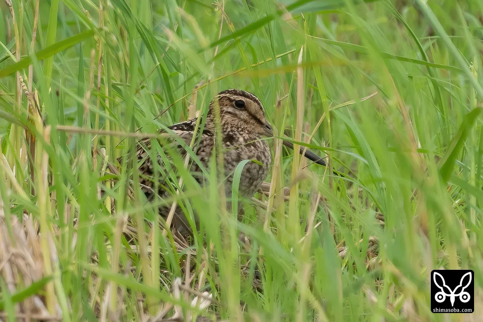 チュウジシギ