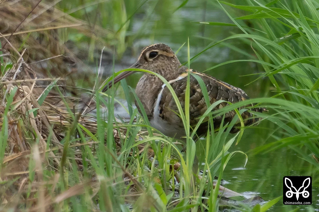 タマシギ