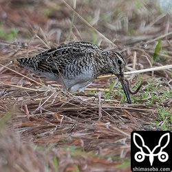 ミミズを捕まえたハリオシギ。こちらも成鳥。