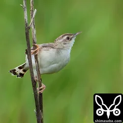 セッカ成鳥夏羽後期。