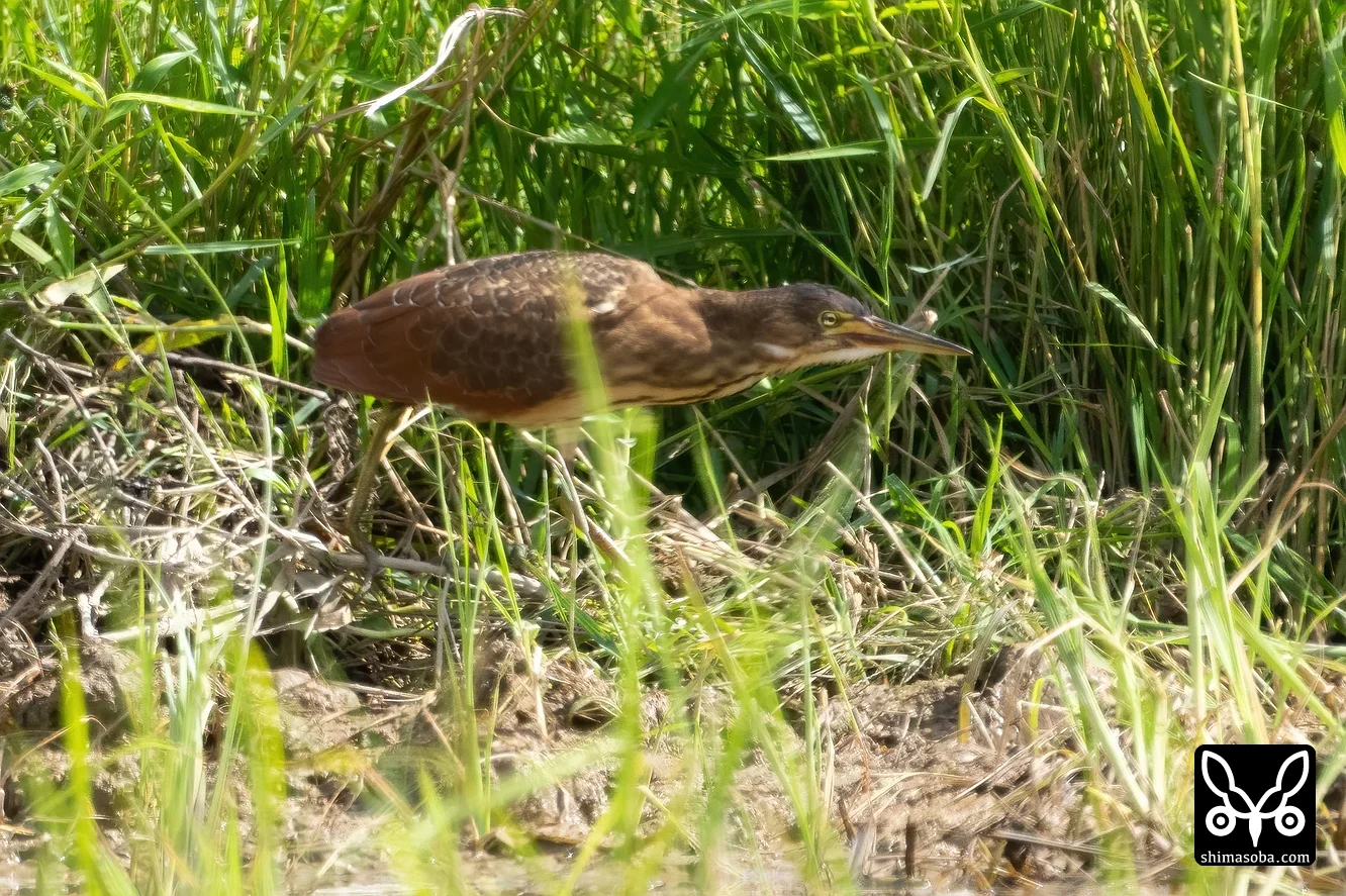 リュウキュウヨシゴイ