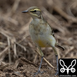 眉斑が太くて黄色っぽい個体。マミジロツメナガセキレイの群れの中にいましたが、(キマユ)ツメナガセキレイの幼鳥かもしれません。
