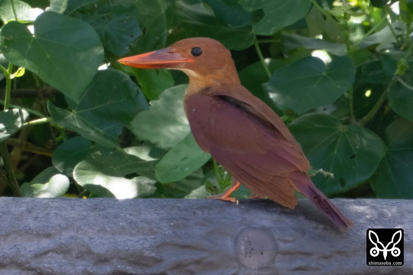 リュウキュウアカショウビン