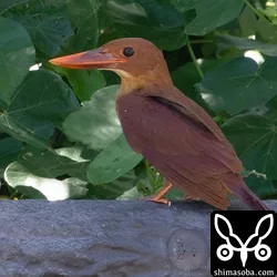 リュウキュウアカショウビン