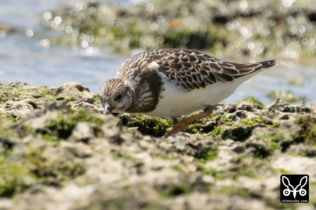 キョウジョシギ
