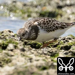 こちらも幼鳥初登場のキョウジョシギ。