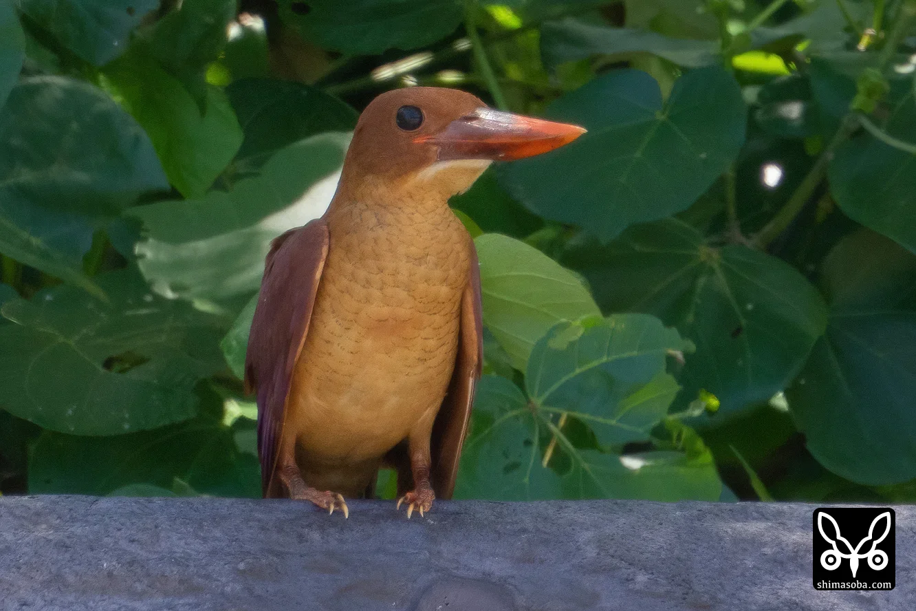 リュウキュウアカショウビン