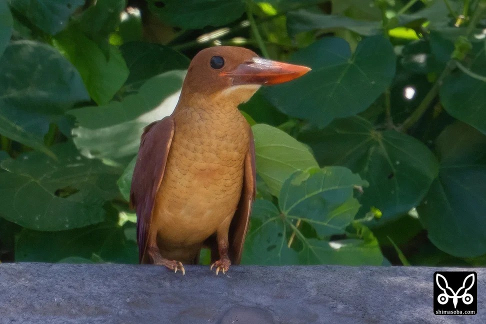 リュウキュウアカショウビン