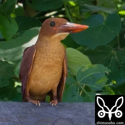 リュウキュウアカショウビン