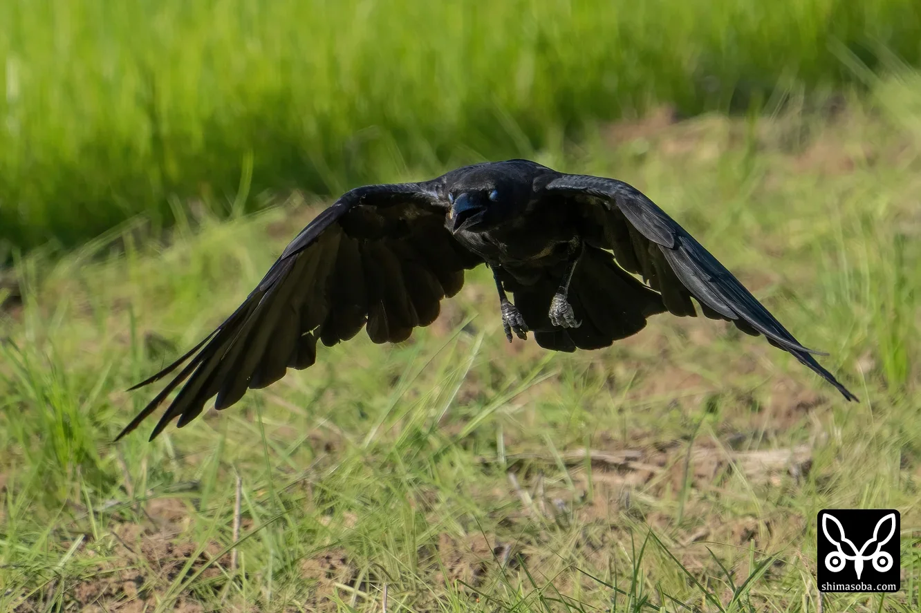 オサハシブトガラス