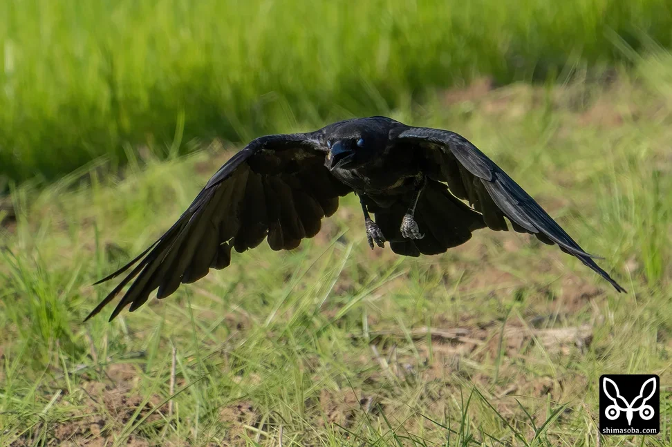 オサハシブトガラス