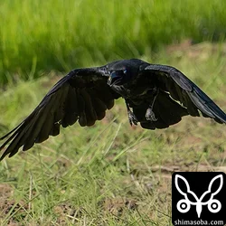 オサハシブトガラス
