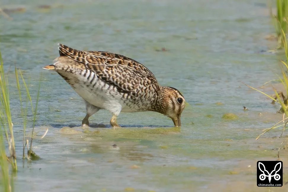 チュウジシギ