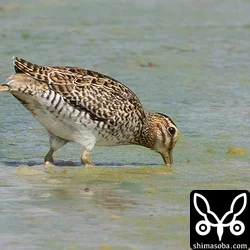 チュウジシギ