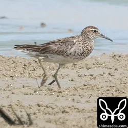 ウズラシギ