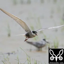 クロハラアジサシ