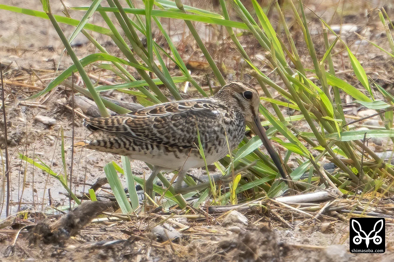 チュウジシギ