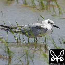 ハジロクロハラアジサシ