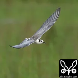 ハジロクロハラアジサシ