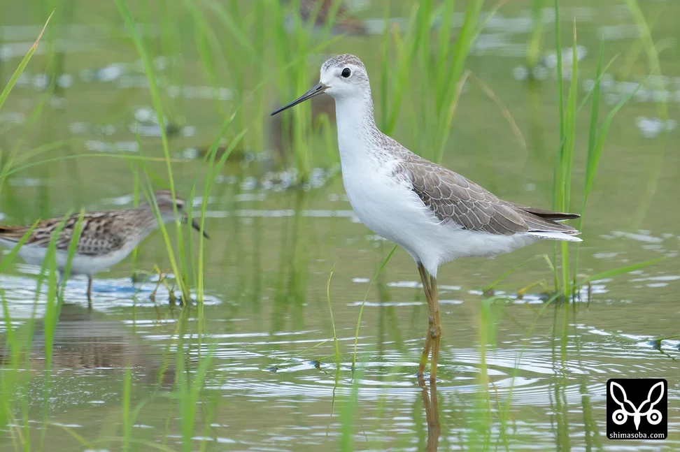 コアオアシシギ