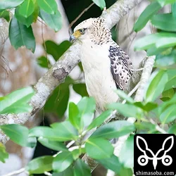上とは別個体。今季、6個体目のカンムリワシ幼鳥。