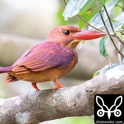 リュウキュウアカショウビン