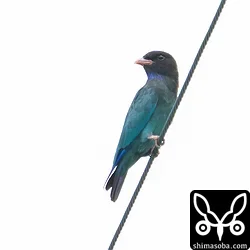 今季は非常に出現の多いブッポウソウ。こちらは幼鳥ですが、成鳥幼鳥合わせて10羽近くが確認されています。ブッポウソウは野生生物保護の少ない成功事例と言われているのでそれもひとつの要因かもしれませんね。