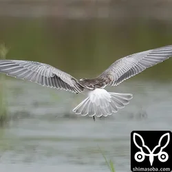 ハジロクロハラアジサシ