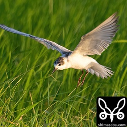 クロハラアジサシ幼鳥。田んぼの上を飛びながらの獲物探し。