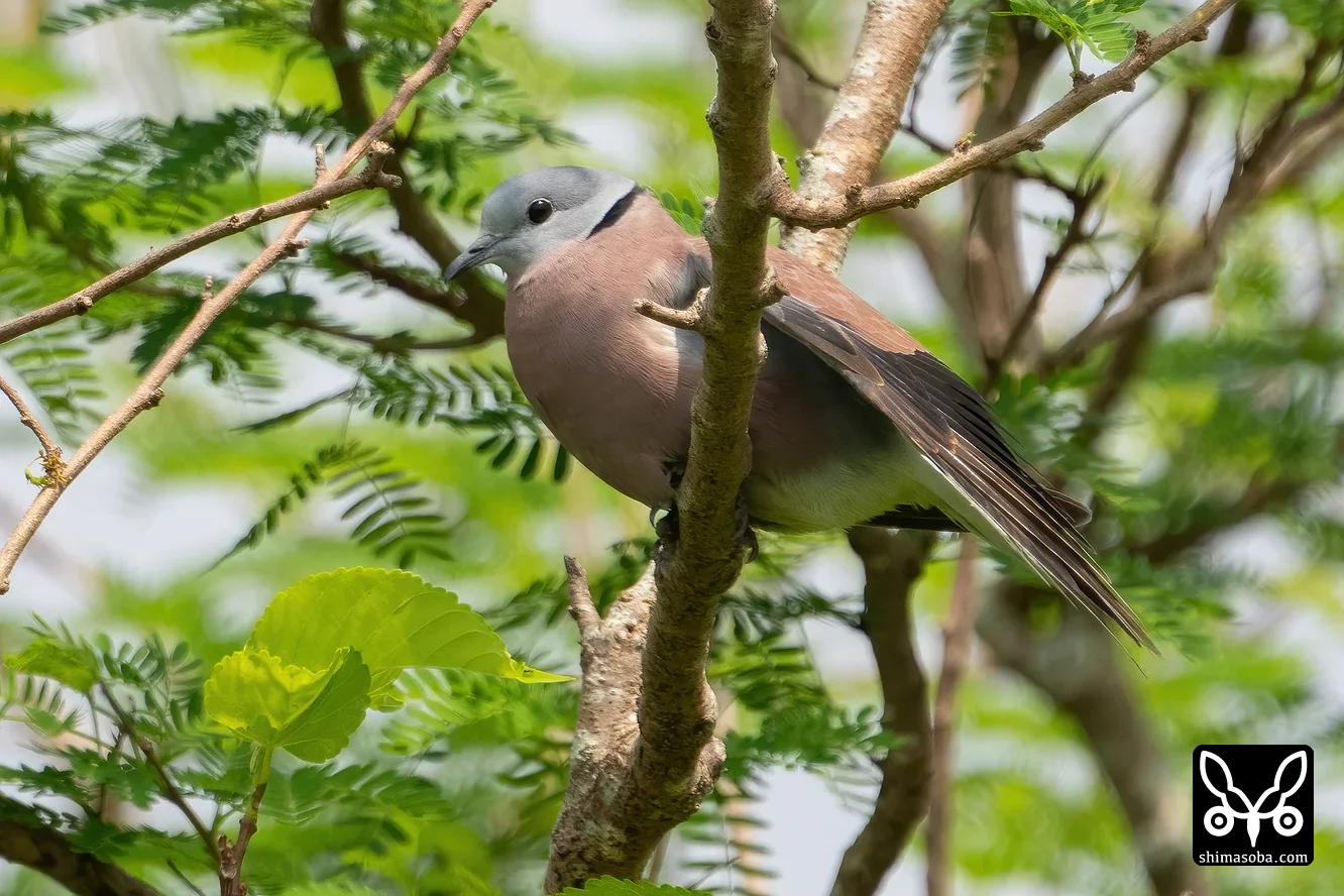 ベニバト