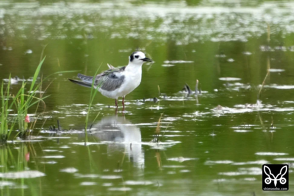 ハジロクロハラアジサシ