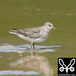 オジロトウネン成鳥冬羽。