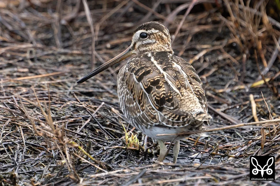 タシギ