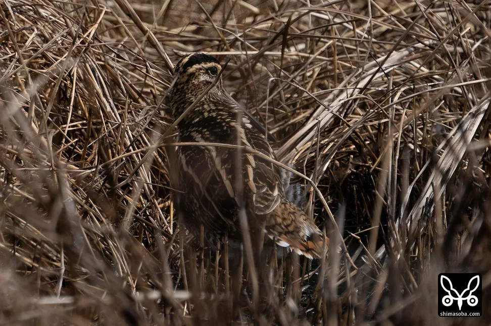 タシギ