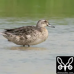 近所で鳥見　カモ類が増えてきた