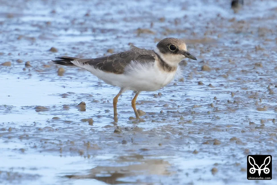 コチドリ