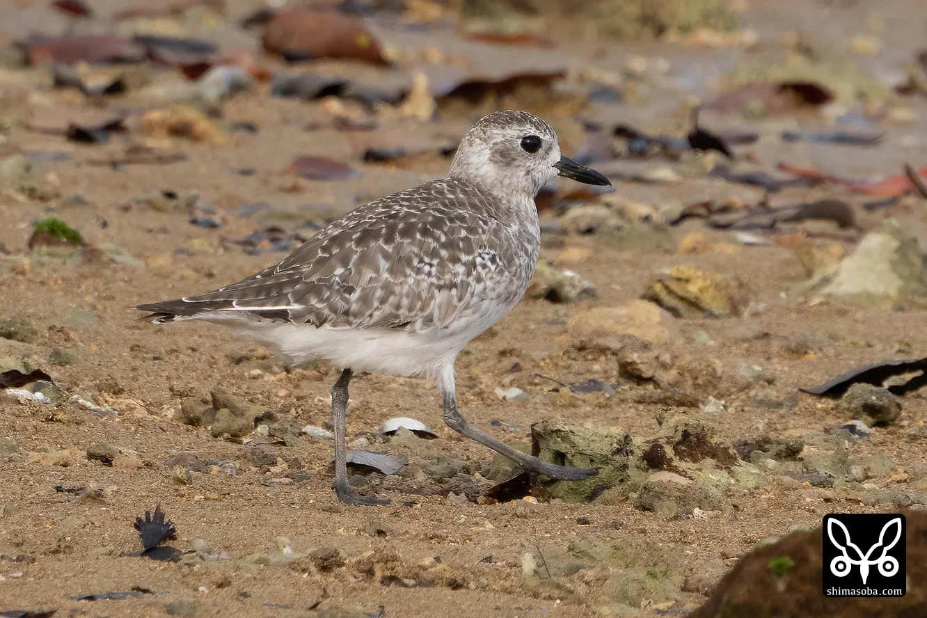ダイゼン
