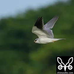 カタグロトビ