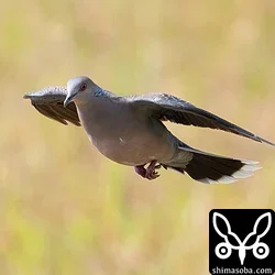 リュウキュウキジバト