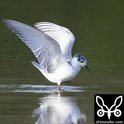 こちらもクロハラアジサシ幼鳥。まだ残っているクロハラアジサシはほとんで幼鳥です。