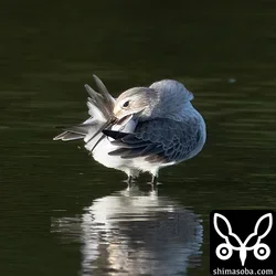 ハマシギ
