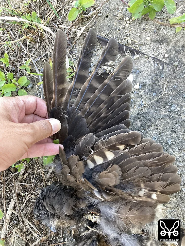 リュウキュウアオバズク