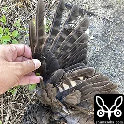 こちらは勤め先近くの住宅街で見つけたアオバズクの死骸。場所的に移動個体だと思われます。
