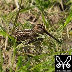タシギ幼鳥。ジシギはタシギ以外は見当たらなくなり寂しい限りです。