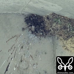ヒメアマツバメの巣。付近の樹木数本が根元から切られた倒されていました。違法ですね。巣の写真を撮ろうとしたものの仕業と思われます。ひどいガイドがいるものです…。^^;