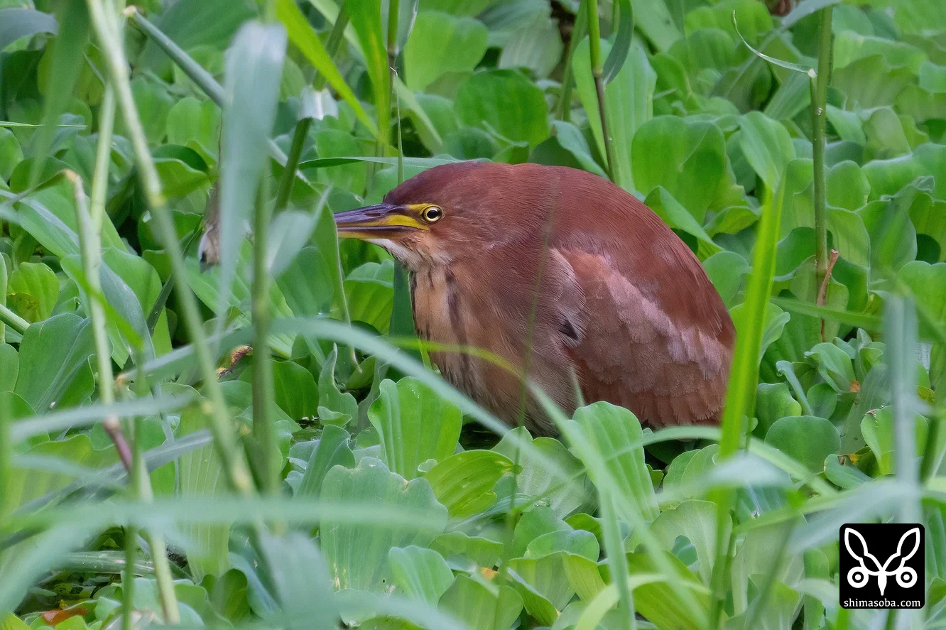 リュウキュウヨシゴイ