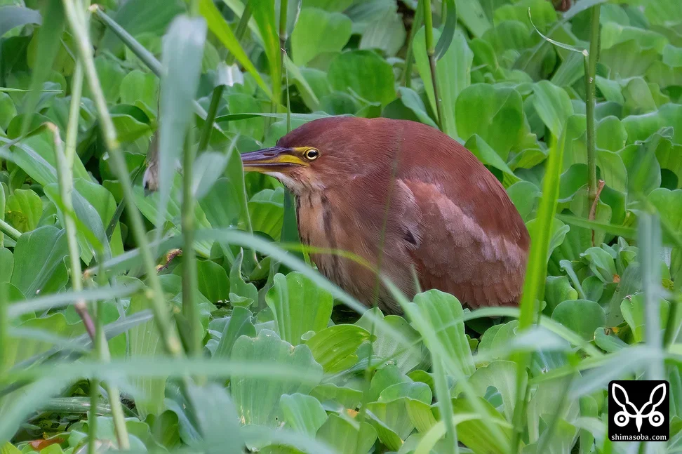 リュウキュウヨシゴイ