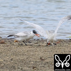 親鳥(右)が落とした魚を横取りしようとする幼鳥。