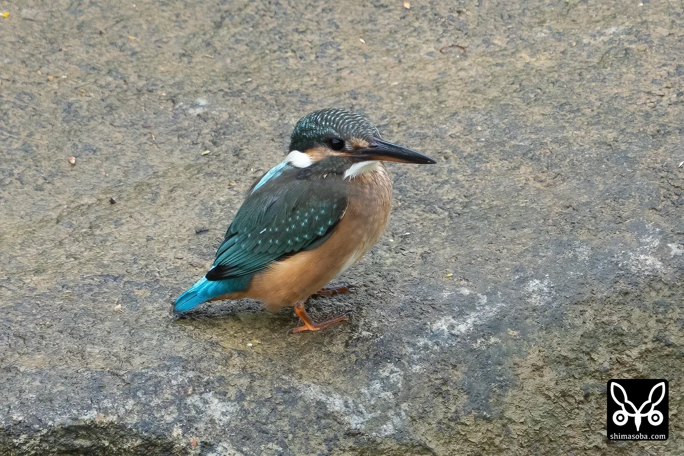 カワセミ