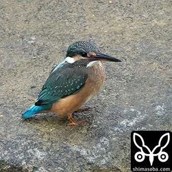 カワセミ
